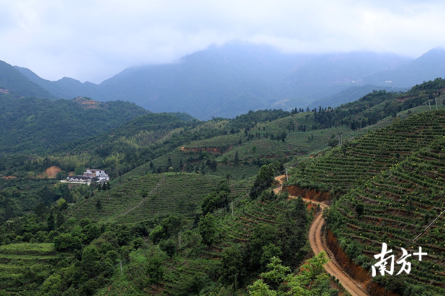 潮安凤凰单丛茶省级现代农业产业园。