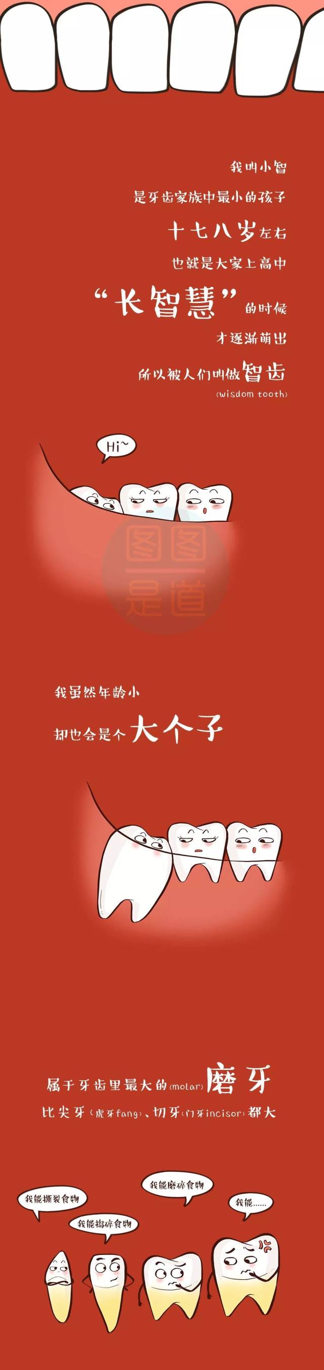 智齿|这儿有一颗智齿要发言(炎)