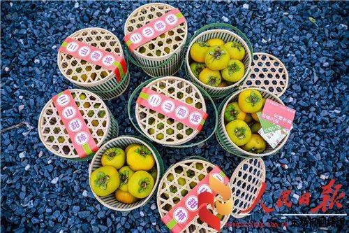 三山村|祝贺安吉梅溪三山甜柿节开市及房车露营地正式与政府签约