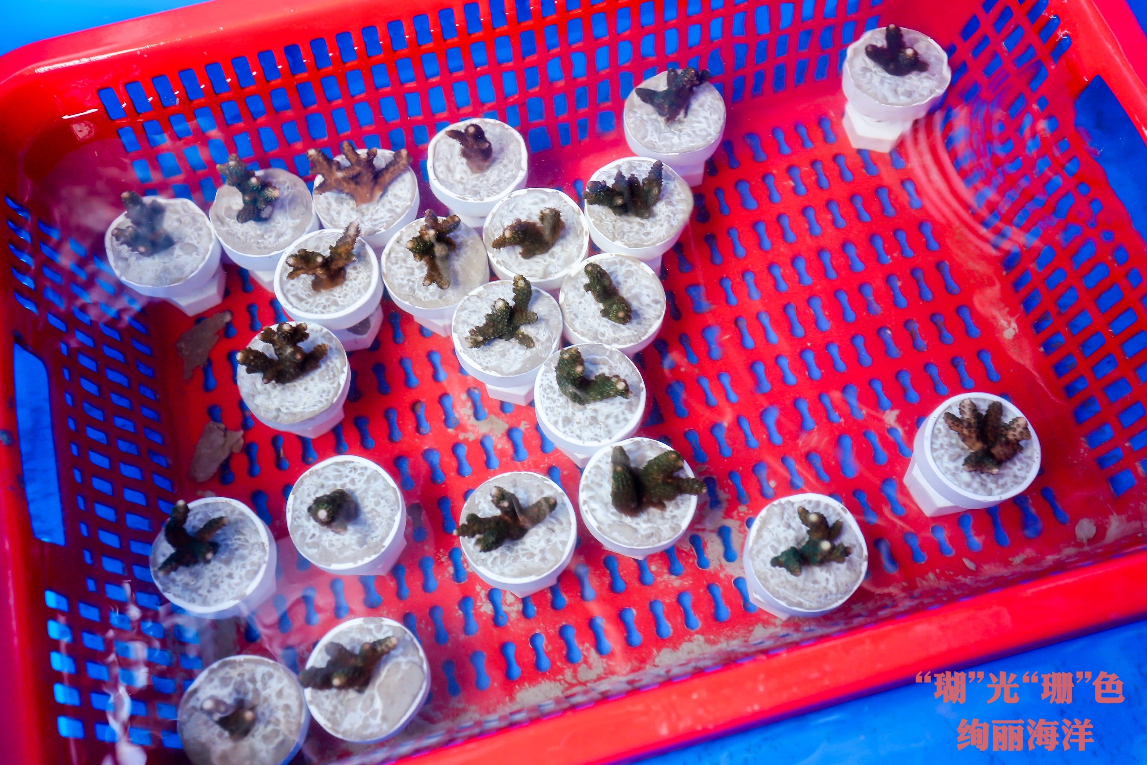被认养的珊瑚种苗