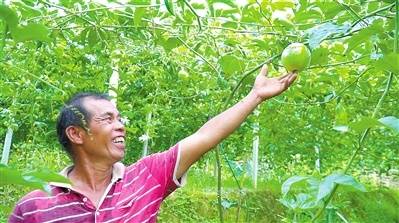 种植|品种怎么选 农户说了算