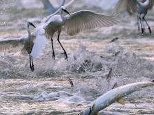 特区深调研｜为治理一座湖，这20字方针厦门坚持了30多年