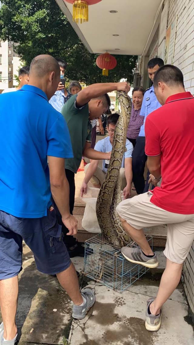 蟒蛇|连吃8只鸡，当场吐出两只！众人一看吓出一身冷汗