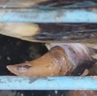 蟒蛇|连吃8只鸡，当场吐出两只！众人一看吓出一身冷汗