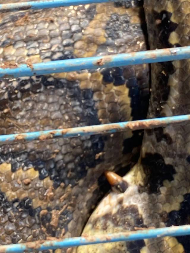 蟒蛇|连吃8只鸡，当场吐出两只！众人一看吓出一身冷汗