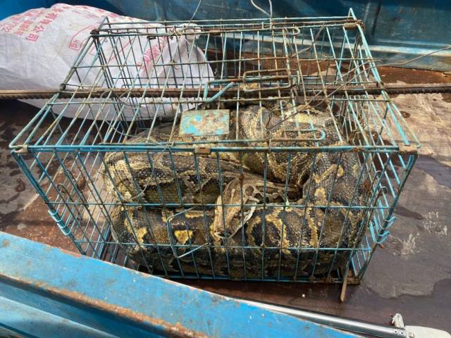 蟒蛇|连吃8只鸡，当场吐出两只！众人一看吓出一身冷汗