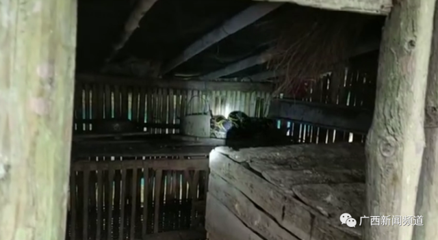 蟒蛇|连吃8只鸡，当场吐出两只！众人一看吓出一身冷汗