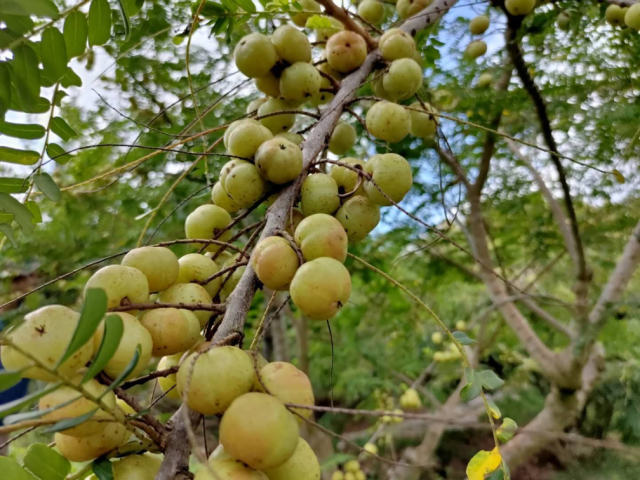 丰收的喜悦！金秋九月 汕头果园飘香……