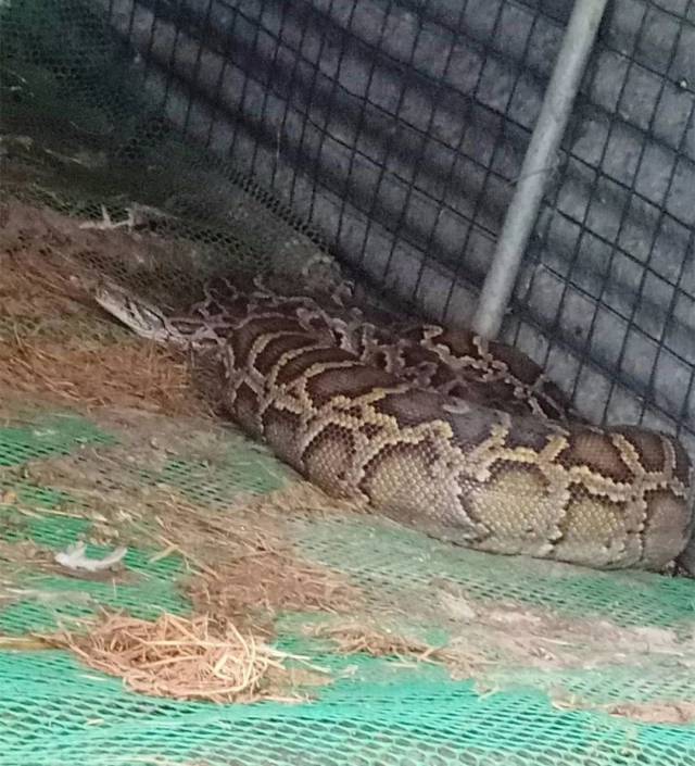 蟒蛇|连吃8只鸡，当场吐出两只！众人一看吓出一身冷汗