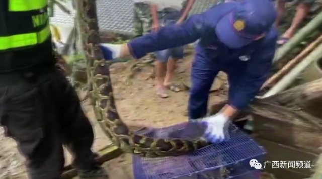 蟒蛇|连吃8只鸡，当场吐出两只！众人一看吓出一身冷汗