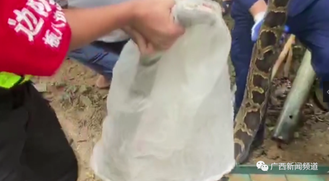 蟒蛇|连吃8只鸡，当场吐出两只！众人一看吓出一身冷汗