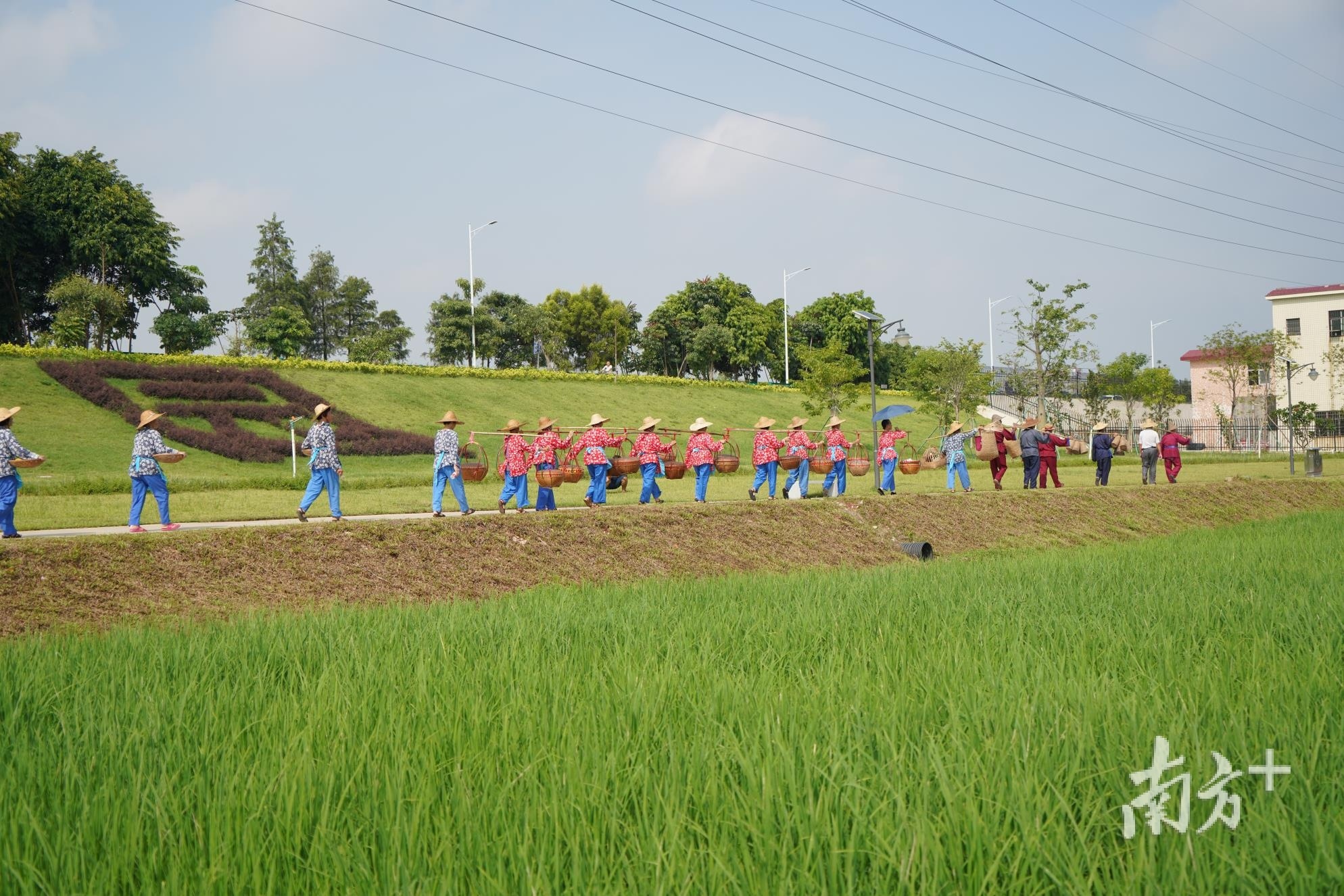 稻田里的农耕巡游。