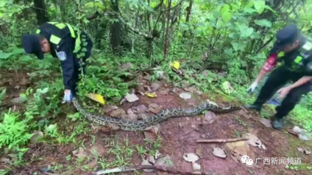 蟒蛇|连吃8只鸡，当场吐出两只！众人一看吓出一身冷汗
