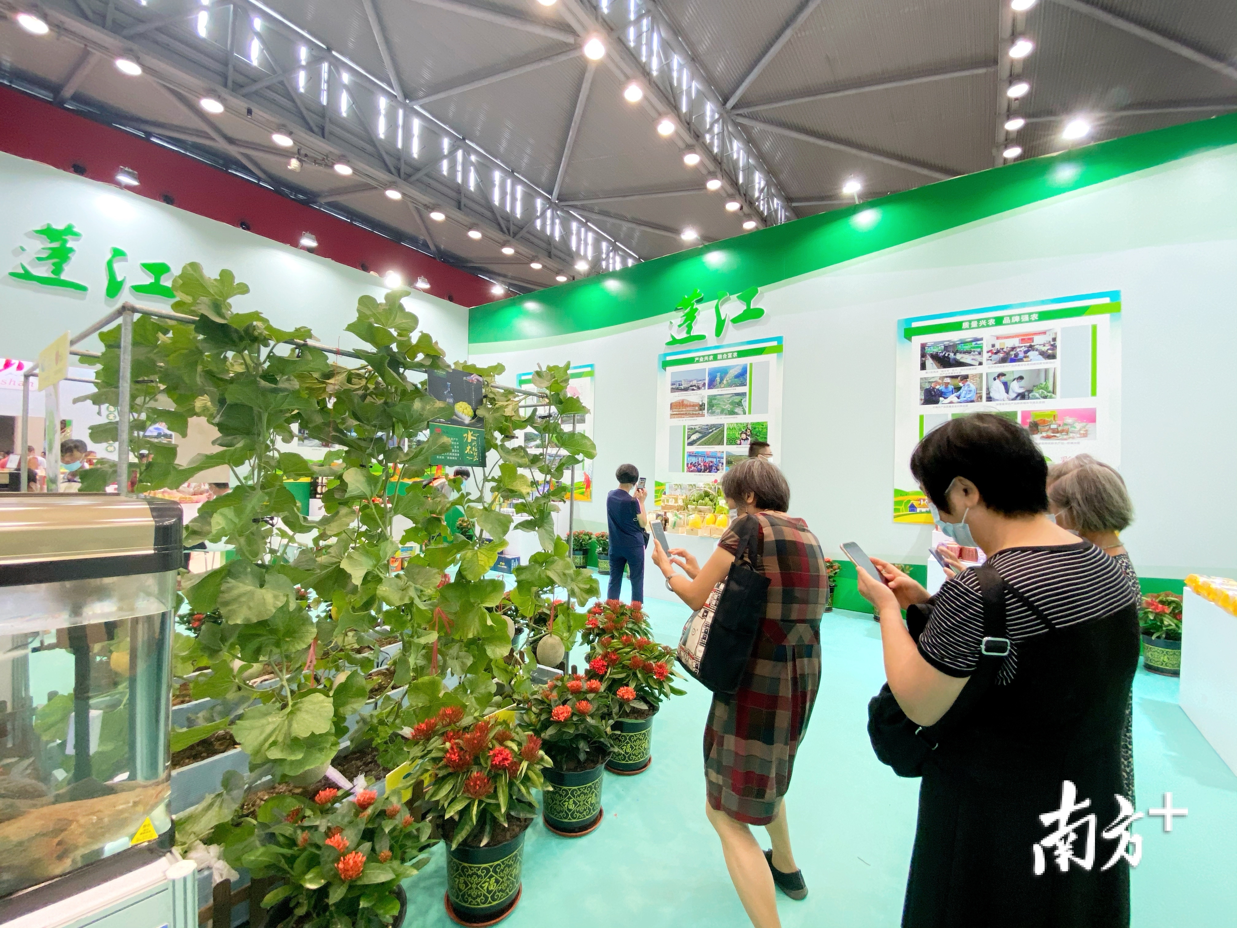 蓬江展馆搭起了网纹小瓜的载种棚架，引起市民的关注。