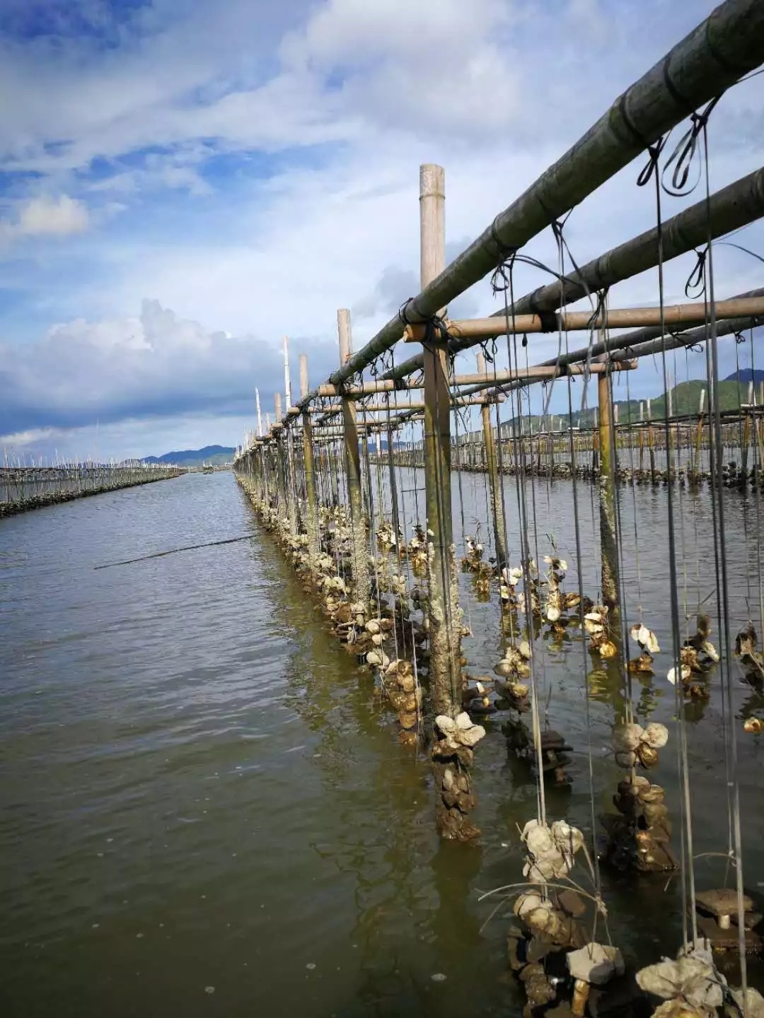 来惠东开启一场"蚝"味之旅_南方plus_南方