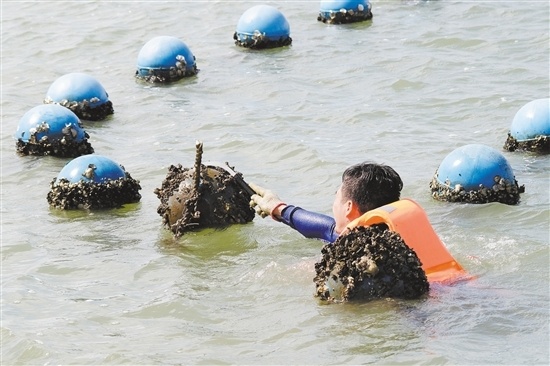 执法工作人员跳进海中，用刀割断浮球上的绳子，清拆蚝排。