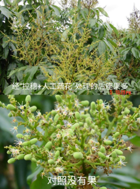 荔枝|专家讲堂| 海南妃子笑荔枝管理要点详解