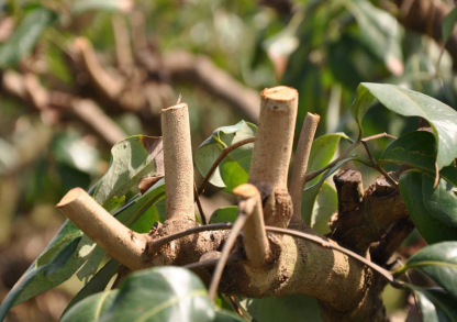 荔枝|专家讲堂| 海南妃子笑荔枝管理要点详解