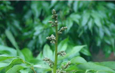 荔枝|专家讲堂| 海南妃子笑荔枝管理要点详解