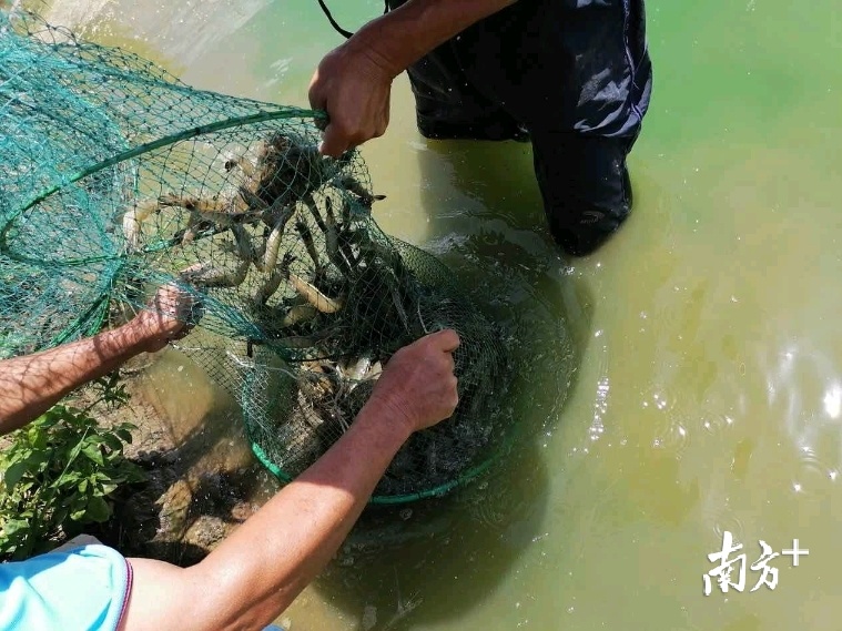 今年港区养殖桂虾平均亩产超过1050斤,平均价格为70元,养殖规模超过万亩。