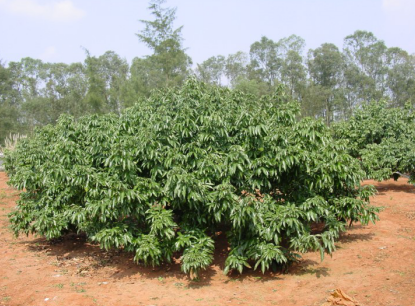 荔枝|专家讲堂| 海南妃子笑荔枝管理要点详解