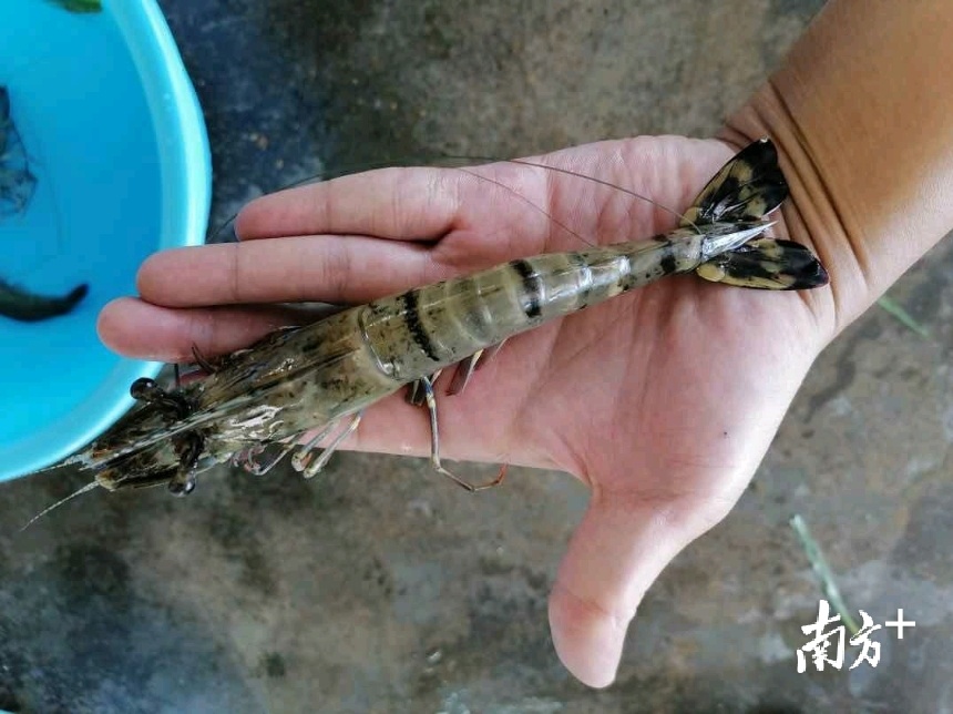 高栏港区咸淡水资源丰富,是得天独厚的虾、蟹养殖地。