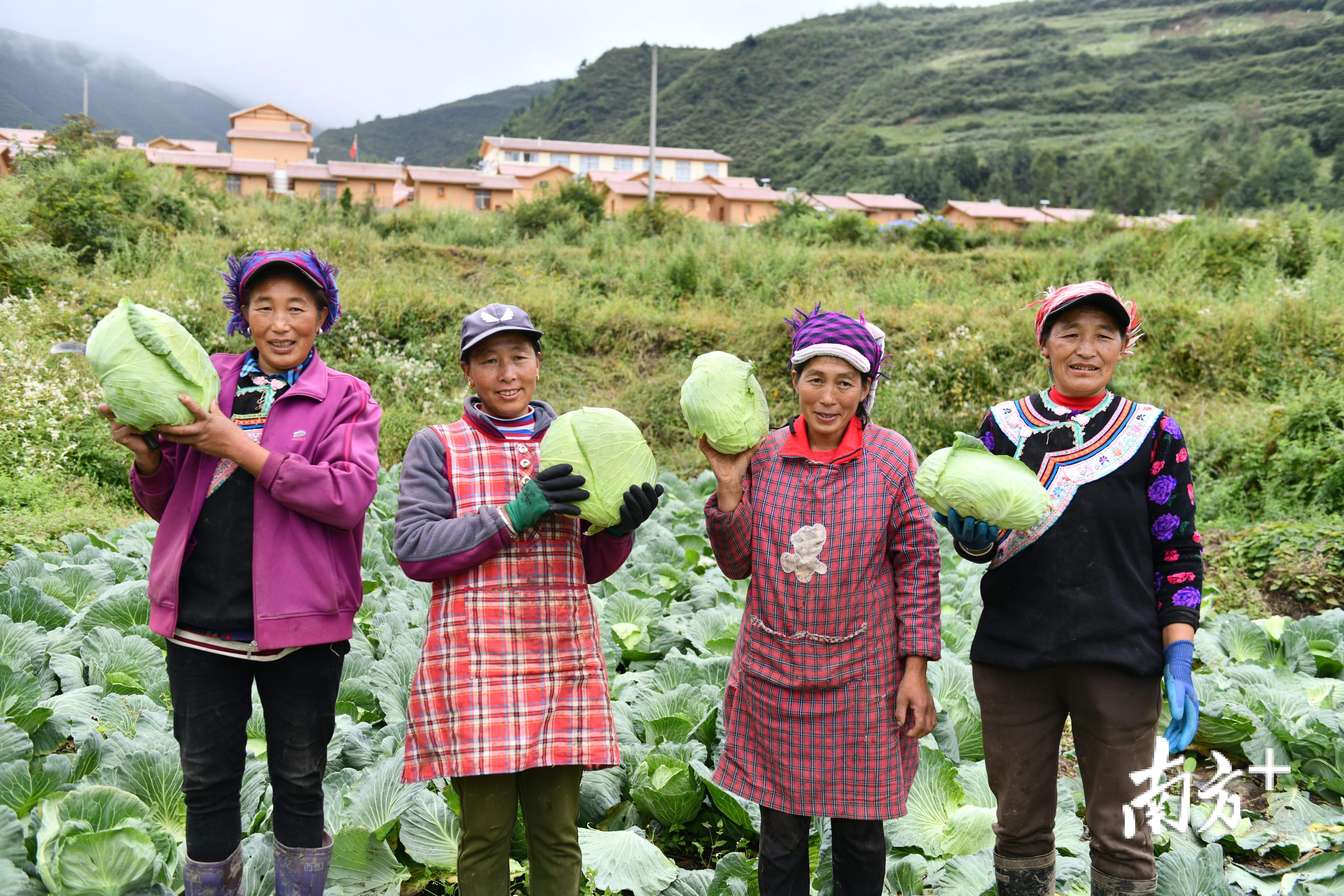 在由佛山投资建设的千亩高山蔬菜基地内，当地老乡居民种起了圆根萝卜、包心菜、青笋等多种菜品。