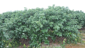 荔枝|专家讲堂| 海南妃子笑荔枝管理要点详解