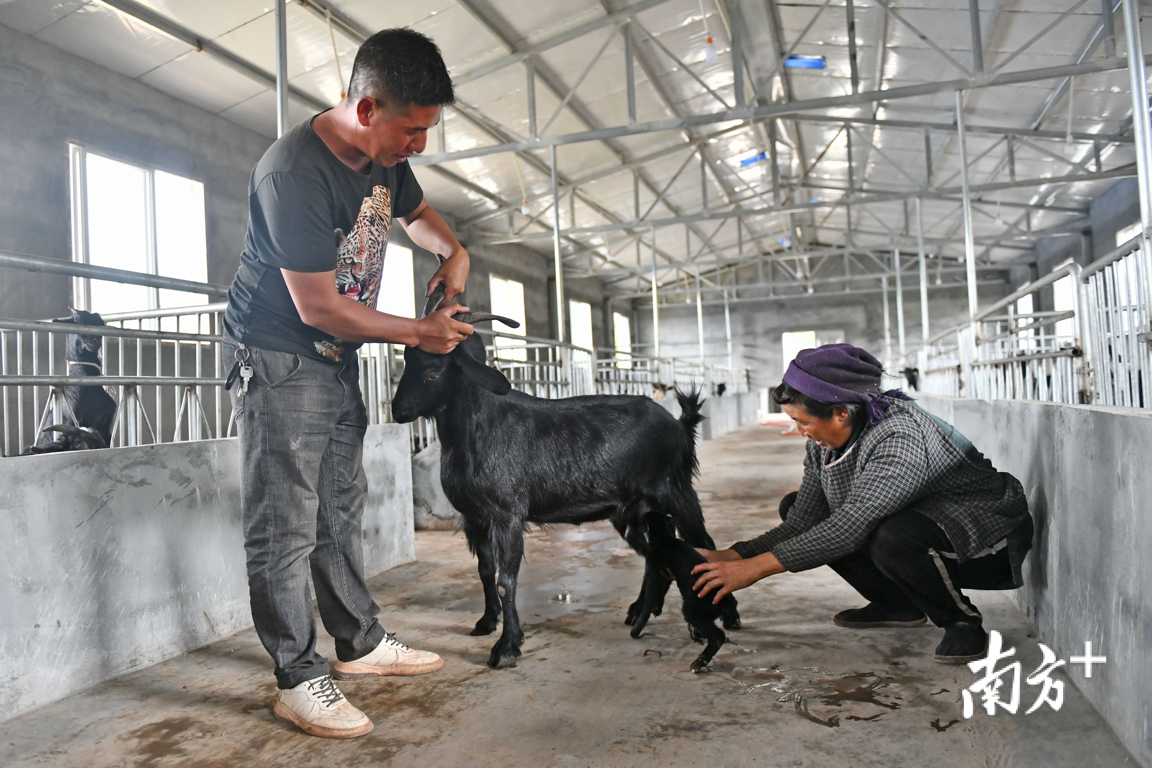 阿恩尔主（左）正在和同事帮助一对刚生产的小羊母子。南方日报记者 戴嘉信 摄