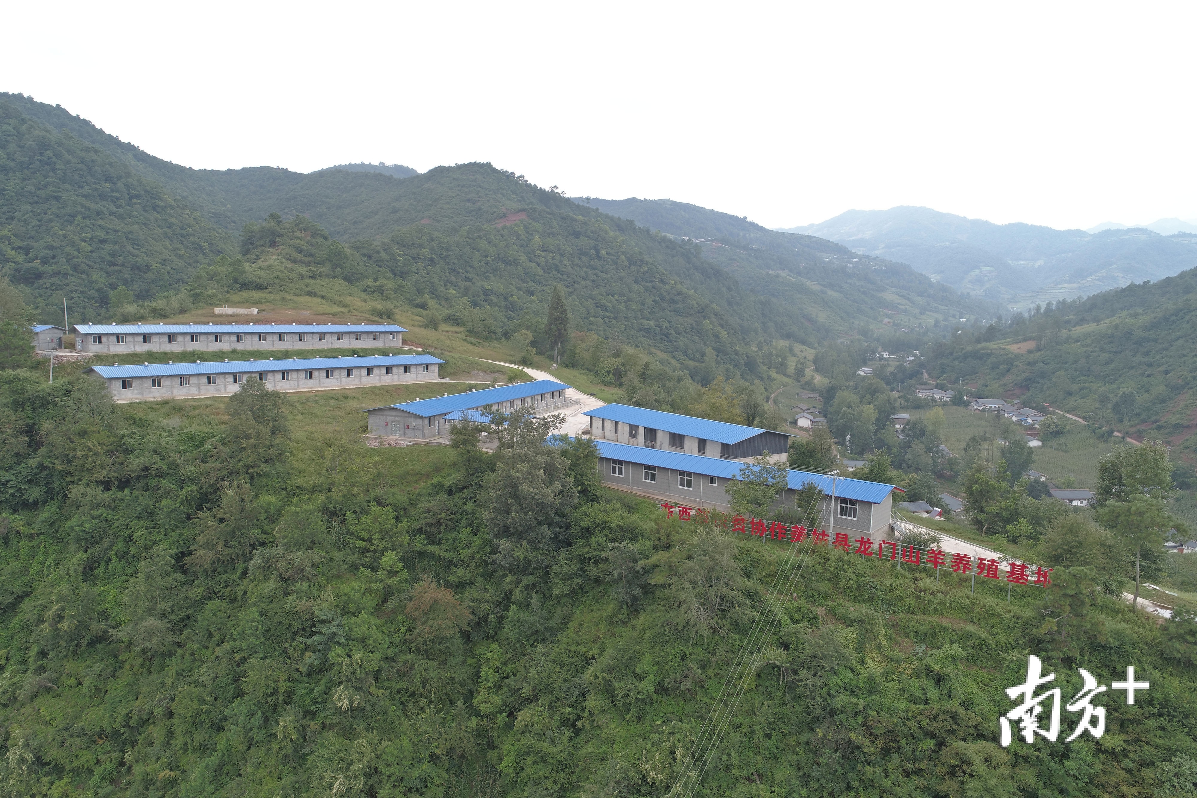 龙门黑山羊养殖基地与山下的金银花种植基地、附近的马场连成一片。南方日报记者 戴嘉信 摄