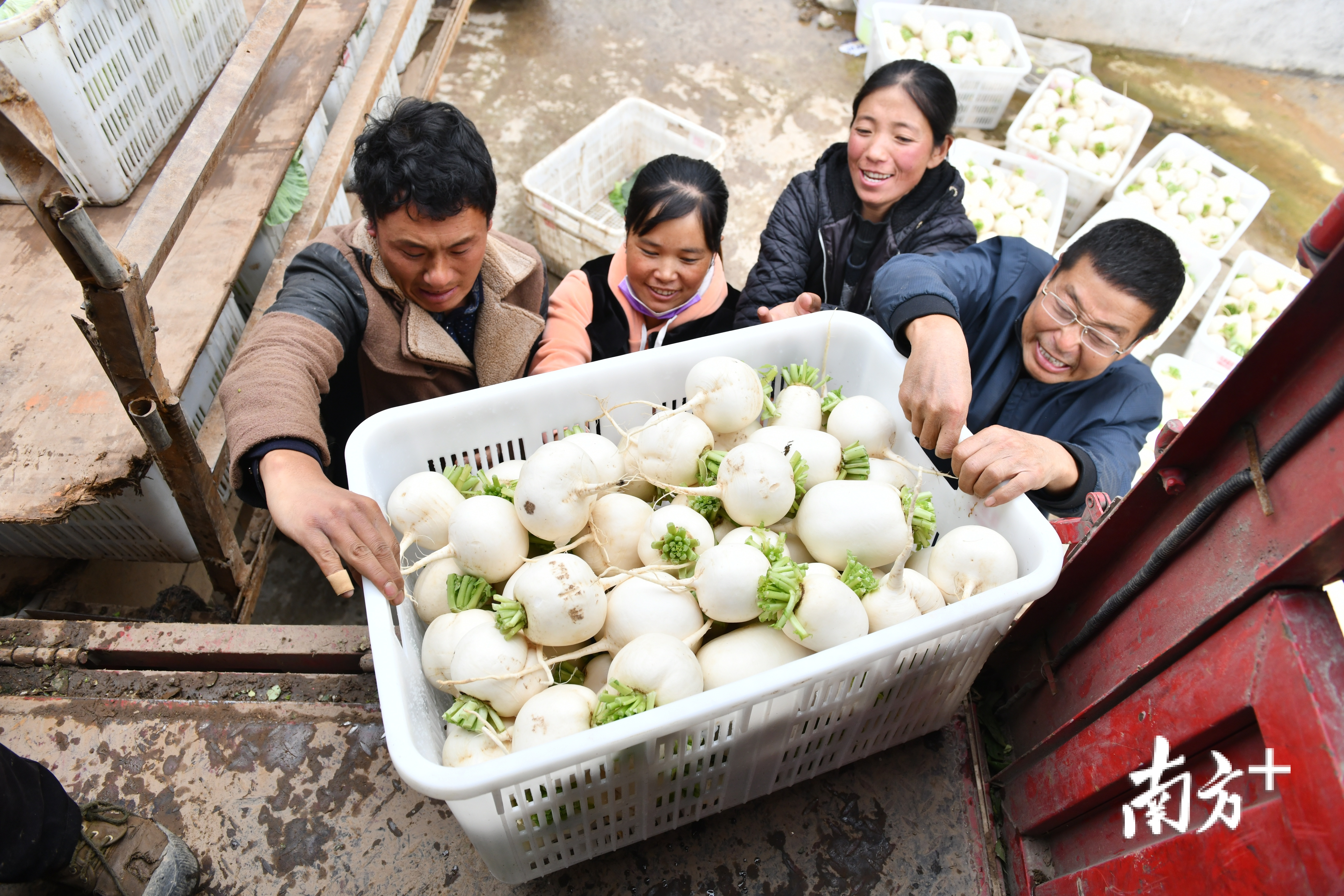 甘洛县蓼坪乡高山有机蔬菜基地，整箱整箱的蔬菜正被陆续运出大山。