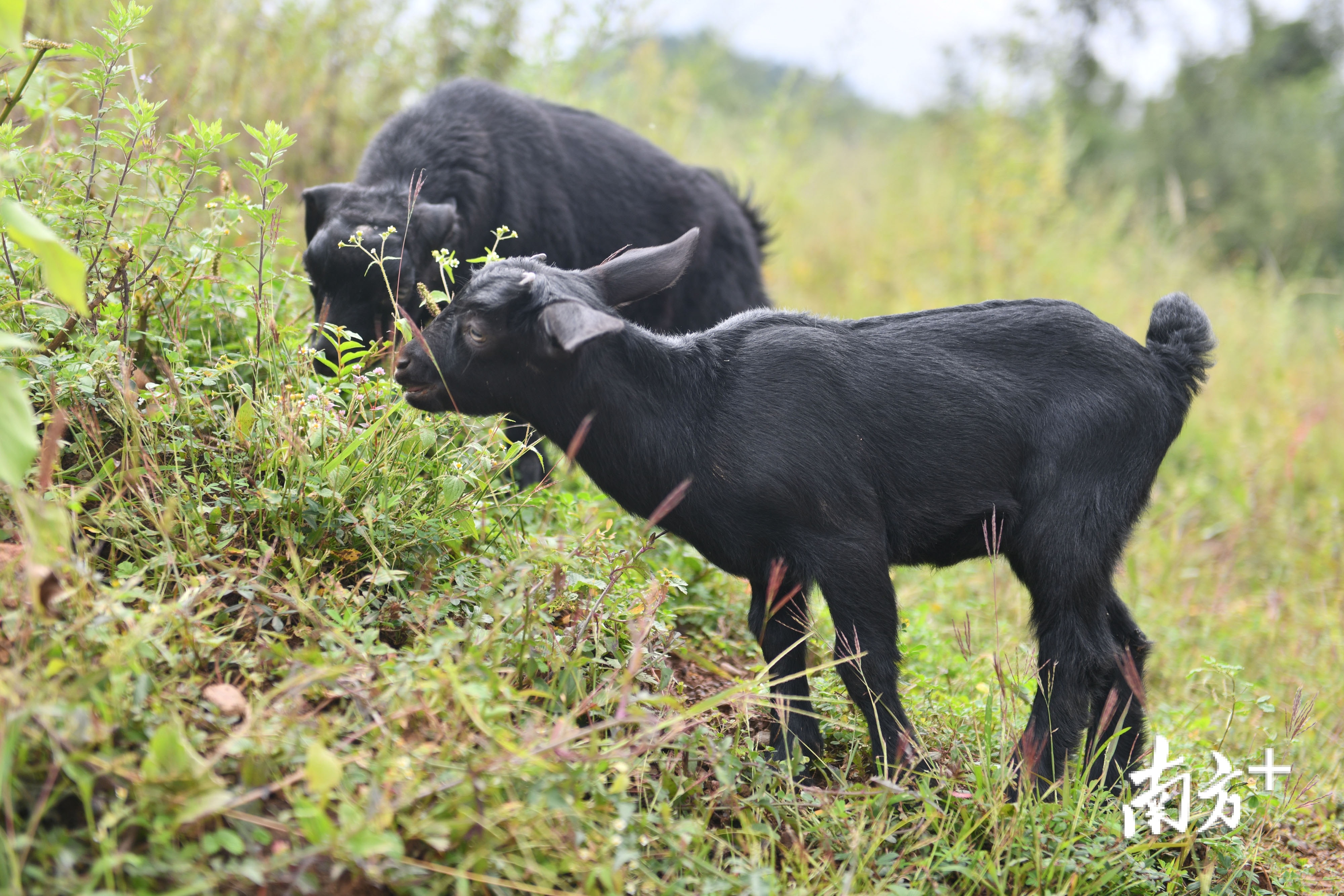 龙门养殖基地内，小范围放养的美姑黑山羊。南方日报记者 戴嘉信 摄