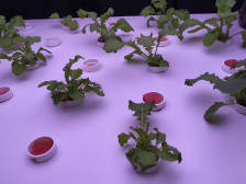 晒人造太阳，听音乐长大…揭秘富士康亚洲最大“植物工厂”