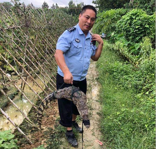 鳄鱼|佛山一水沟内惊现鳄鱼!阿sir:已被"捕"!