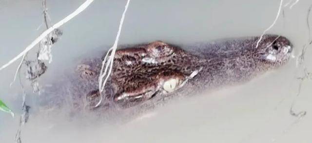 鳄鱼|佛山一水沟内惊现鳄鱼!阿sir:已被"捕"!