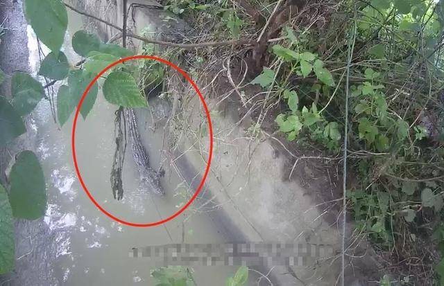鳄鱼|佛山一水沟内惊现鳄鱼!阿sir:已被"捕"!