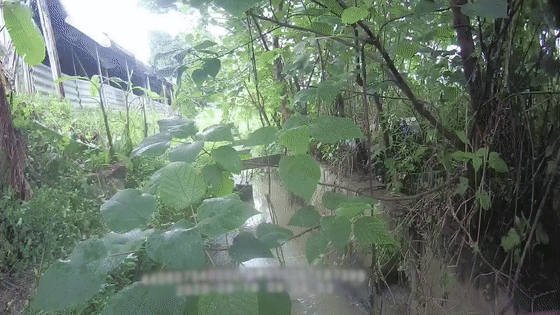 鳄鱼|佛山一水沟内惊现鳄鱼!阿sir:已被"捕"!