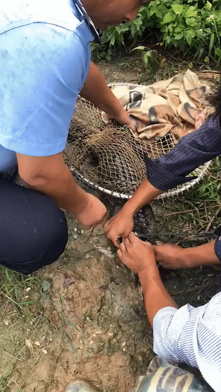 鳄鱼|佛山一水沟内惊现鳄鱼!阿sir:已被"捕"!