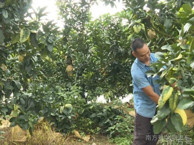 “柚”是丰收年!惠东梁化300多亩蜜柚飘香!