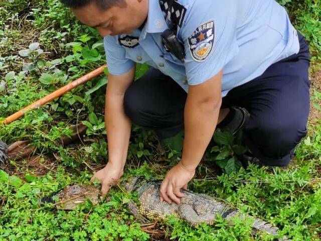 鳄鱼|佛山一水沟内惊现鳄鱼!阿sir:已被"捕"!
