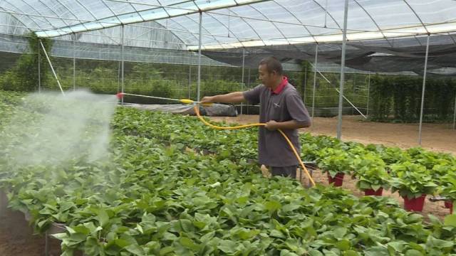 绿萝|荒地变种植基地！东源贫困村小绿萝长成“致富花”