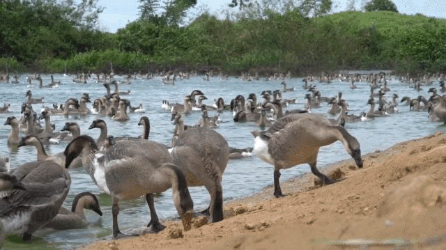 脱贫|换下军装再征战！他用青春奏响脱贫攻坚凯歌