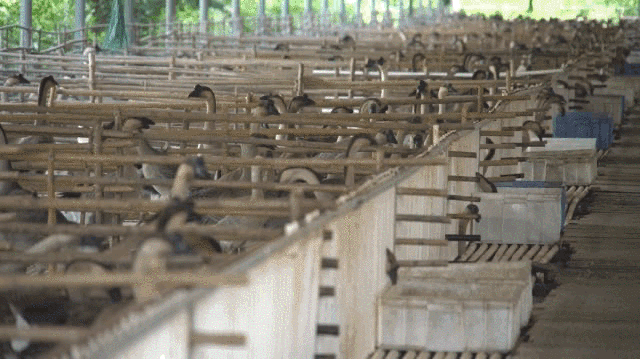 脱贫|换下军装再征战！他用青春奏响脱贫攻坚凯歌