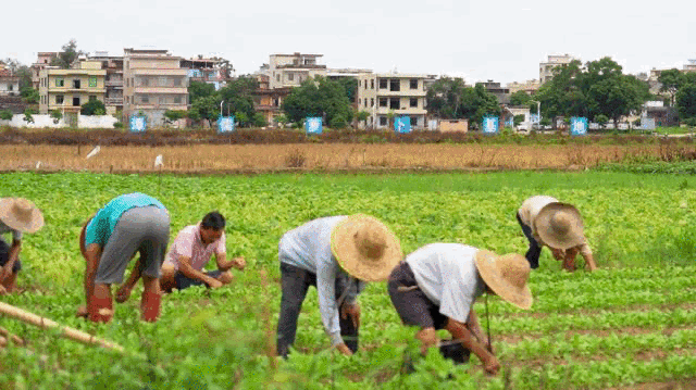 脱贫|换下军装再征战！他用青春奏响脱贫攻坚凯歌