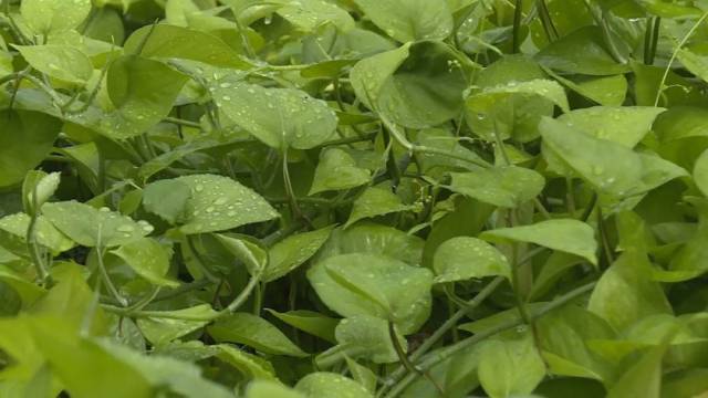 绿萝|荒地变种植基地！东源贫困村小绿萝长成“致富花”