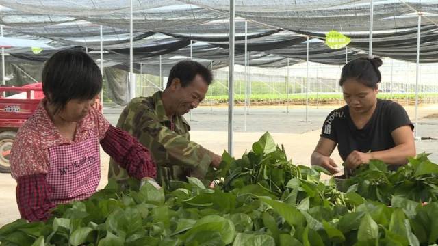 绿萝|荒地变种植基地！东源贫困村小绿萝长成“致富花”