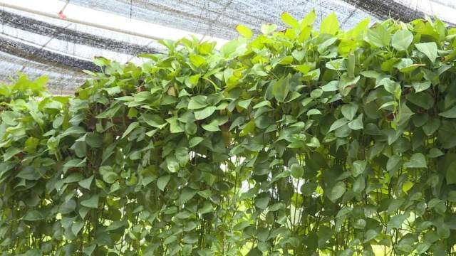 绿萝|荒地变种植基地！东源贫困村小绿萝长成“致富花”