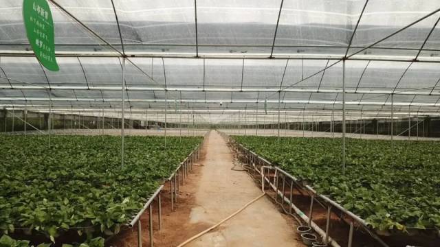 绿萝|荒地变种植基地！东源贫困村小绿萝长成“致富花”
