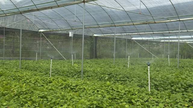 绿萝|荒地变种植基地！东源贫困村小绿萝长成“致富花”