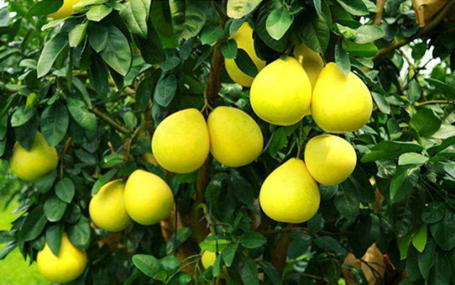 蜜柚|中秋的美好愿望:一柚一茶大埔赏月